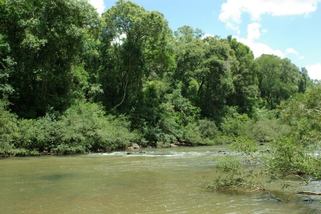Andresito presentó un programa de conservación y restauración de la selva para generar créditos de carbono