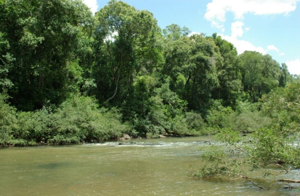 Andresito presentó un programa de conservación y restauración de la selva para generar créditos de carbono