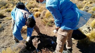 Muerte de Cóndor Andino