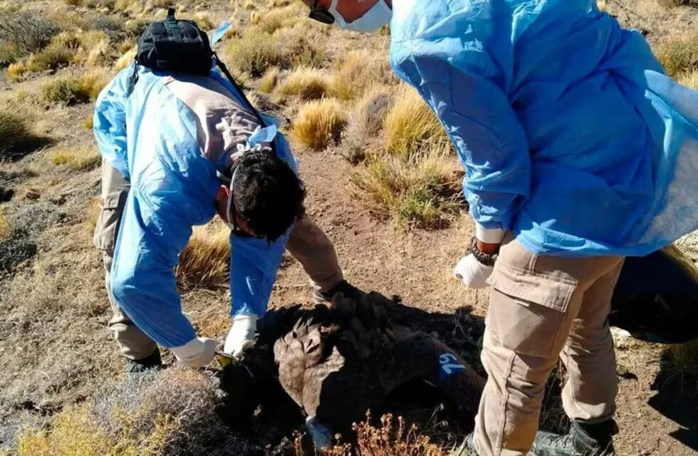 Yastay, el primer cóndor nacido en cautiverio en Córdoba, murió envenenado