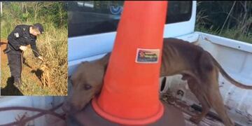 Rescataron a dos perros que fueron abandonados con graves heridas en Eldorado.