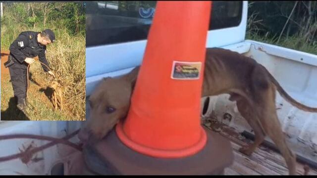 Rescataron a dos perros que fueron abandonados con graves heridas en Eldorado.