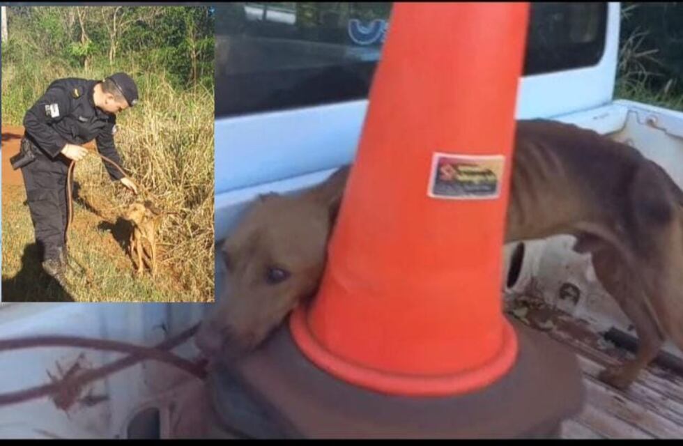 Rescataron a dos perros que fueron abandonados con graves heridas en Eldorado