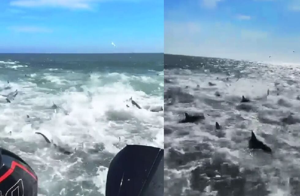 Una pescadora compartió imágenes de su terrorífico encuentro con tiburones y el video se hizo viral