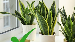 Esta planta mejora la calidad del aire y casi no necesita cuidados