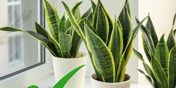 Esta planta mejora la calidad del aire y casi no necesita cuidados
