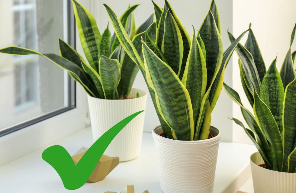 Quien tiene esta planta en su casa tiene un tesoro: cuál es y por qué deberías cuidarla