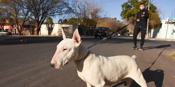 Presentan un proyecto de ley que prohíbe la mutilación por estética a animales domésticos.