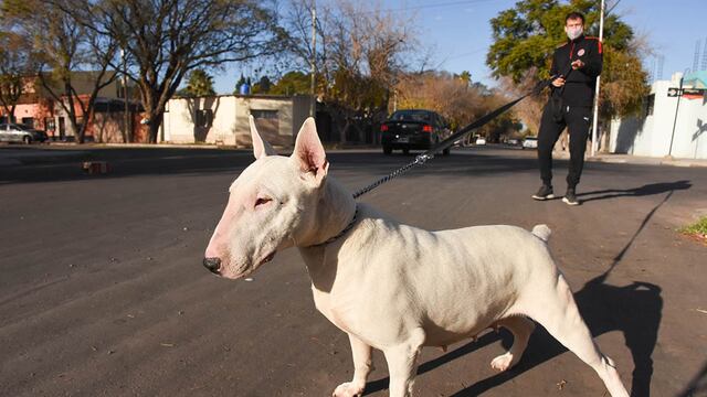 Presentan un proyecto de ley que prohíbe la mutilación por estética a animales domésticos.