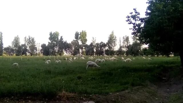 Una finca de San Juan sufrió un insólito robo: se llevaron 200 kg de salame, 80 de jamón y 12 corderos.