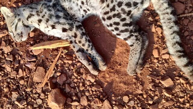 Un ejemplar de Tirica fue atropellado y muerto en la ruta provincial 19 de Wanda.