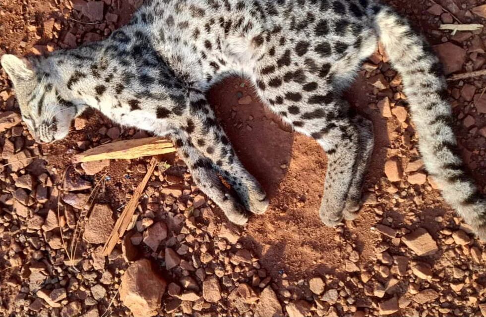 Un ejemplar de Tirica fue atropellado y muerto en la ruta provincial 19 de Wanda