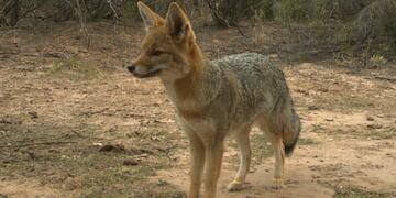 Zorro. El zorro gris es una especie del orden carnivora muy extendida en la provincia. (Julia Paulucci y Verónica Quiroga)