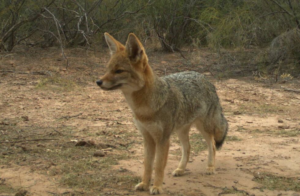 Rescatan a un cachorro de zorro gris y lo trasladan al Tatú Carreta para su rehabilitación