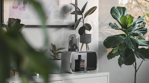 Estas son las plantas que hay que tener en el hogar, según tu mes de nacimiento.
