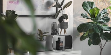 Estas son las plantas que hay que tener en el hogar, según tu mes de nacimiento.