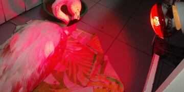 Luego de ser encontrado muy mal herido, el ejemplar de flamenco austral se recupera en el Centro de Rehabilitación de la Fundación Cullunche.