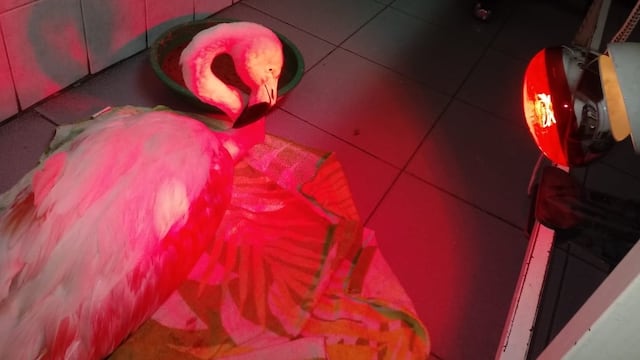 Luego de ser encontrado muy mal herido, el ejemplar de flamenco austral se recupera en el Centro de Rehabilitación de la Fundación Cullunche.