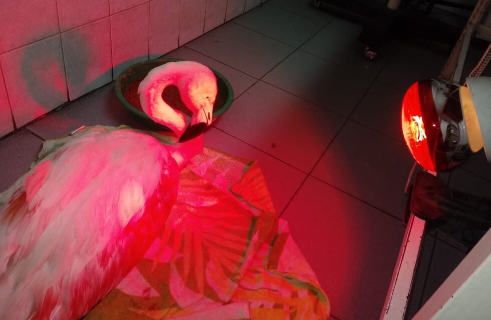 Rescataron en Lavalle a un flamenco austral malherido
