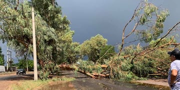 Un añoso árbol callo sobre una de los caminos rurales del departamento de San Martín. Gentileza