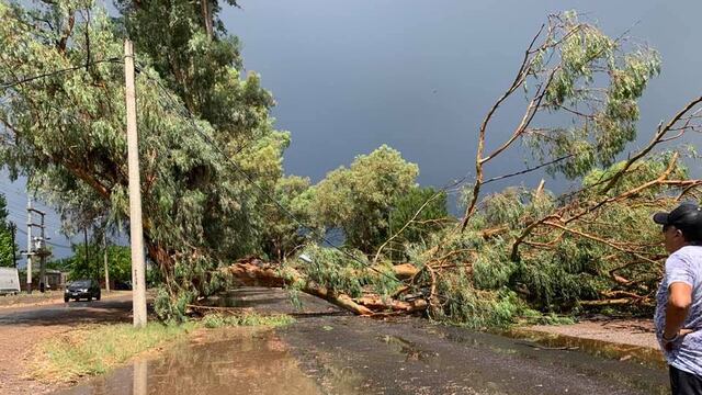 Un añoso árbol callo sobre una de los caminos rurales del departamento de San Martín. Gentileza