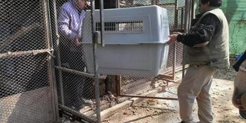 Un mono caí que permanecía en cautiverio hace tres años fue rescatado