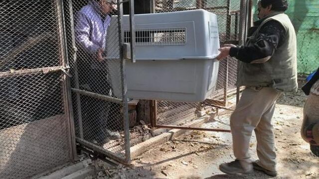 Un mono caí que permanecía en cautiverio hace tres años fue rescatado