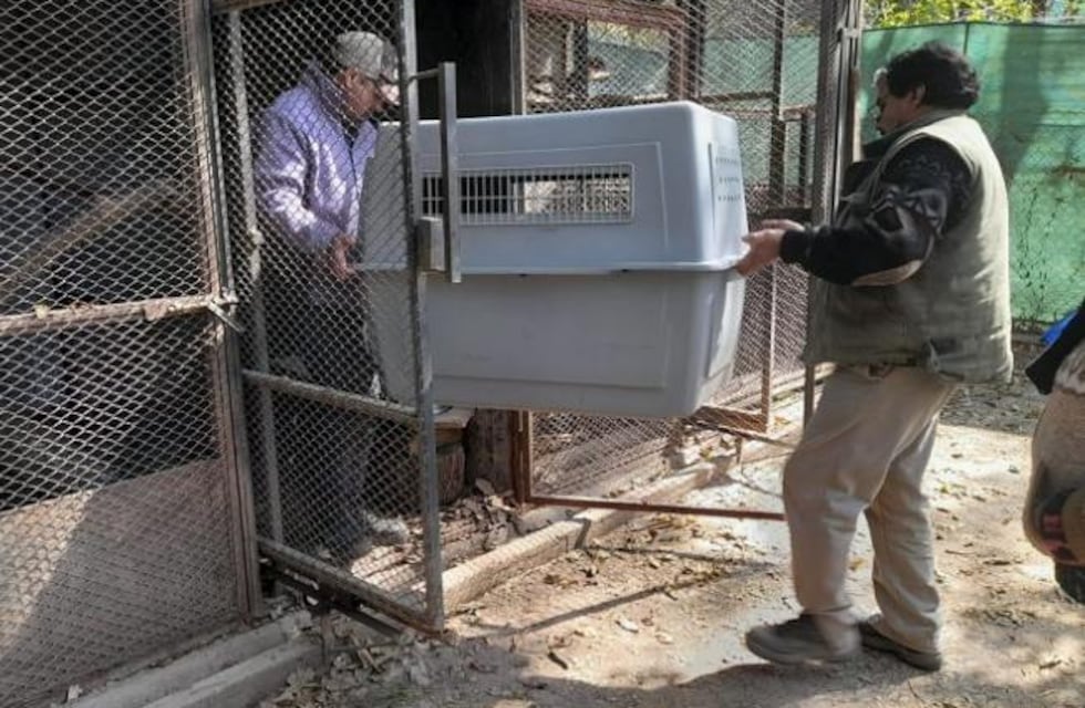 Un mono caí que permanecía en cautiverio hace tres años fue rescatado