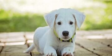 El paseo de un perro en Rosario se volvió viral (Imagen ilustrativa - Web).