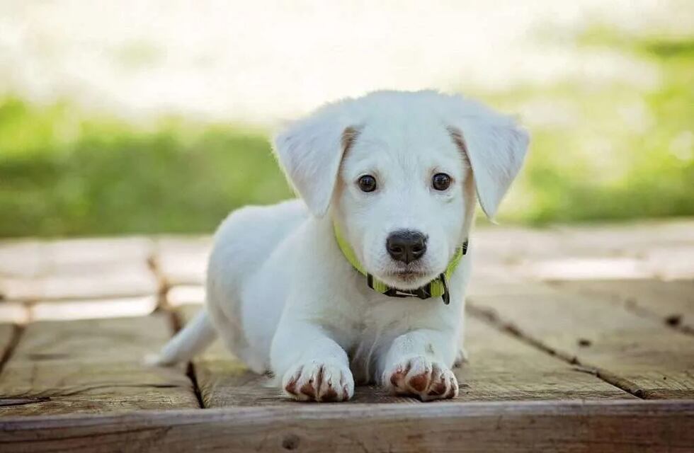 El divertido paseo “sin esfuerzo” de un perro de Rosario se volvió viral en Instagram