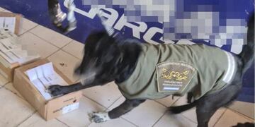 Luna olfateó y encontró la marihuana en una encomienda que iba de San Juan a la terminal de Mendoza.