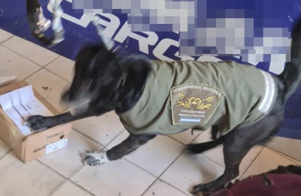Lograron capturar droga que iba de San Juan a Mendoza gracias a la perra detectora de narcóticos “Luna”