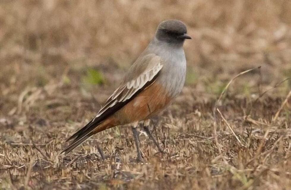 La ola polar trajo aves patagónicas a Entre Ríos
