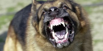 Feroz ataque de un perro a una nena en Tunuyán.