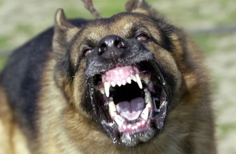 Feroz ataque de un perro a una nena en Tunuyán, quien debió ser intervenida quirúrgicamente