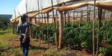 Ministerio de Agricultura provincial: entrega de insumos y capacitación