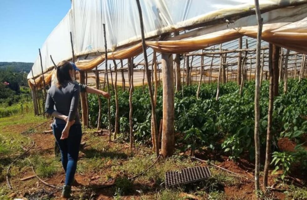 Ministerio de Agricultura provincial: entrega de insumos y capacitación