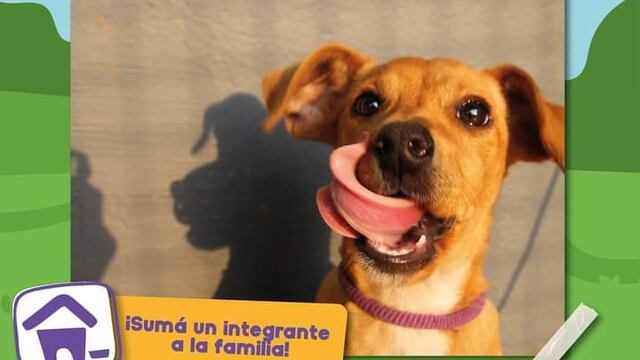 Jornada de adopción de mascotas este domingo en Posadas
