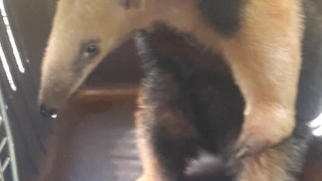 La Asociación Civil Yarará en Acción, es un grupo dedicado al rescate y liberación de animales silvestres