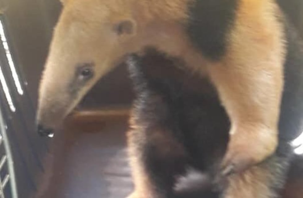 Encontró a un Oso Melero en la cucha de su perro en el barrio Itaembé Guazú de Posadas