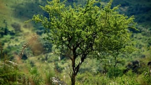 Cuál es el árbol nativo que crece en Córdoba y es famoso por sus propiedades curativas.