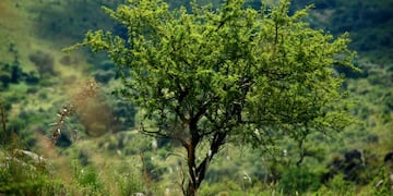 Cuál es el árbol nativo que crece en Córdoba y es famoso por sus propiedades curativas.