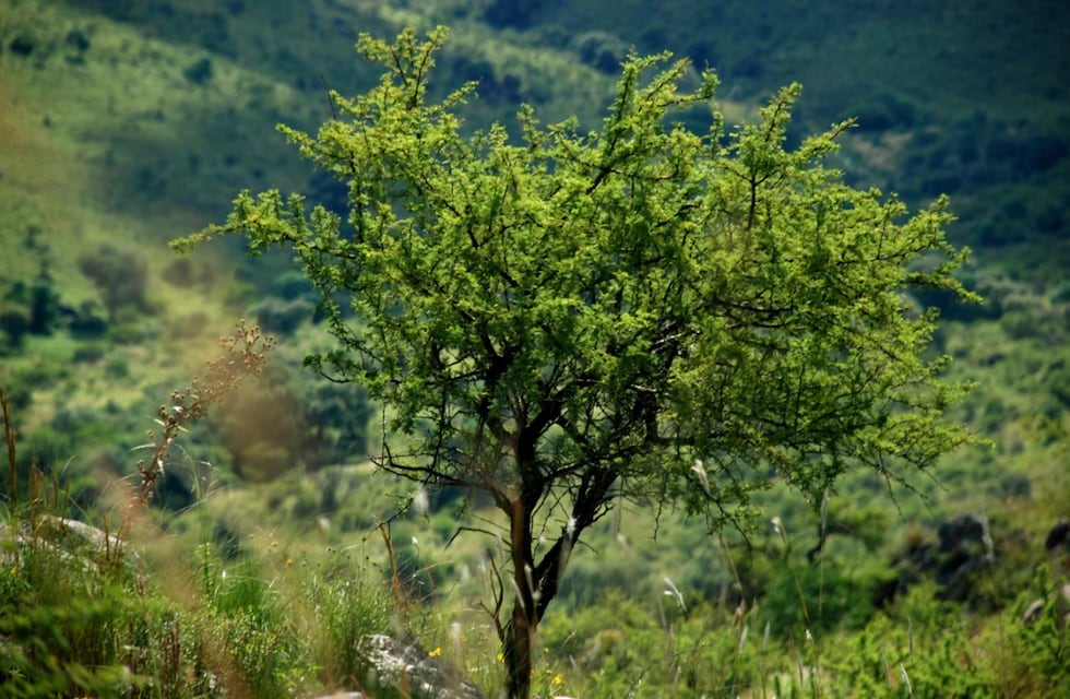 Un árbol que crece en Córdoba contrarresta la resaca: cuál es y cómo conseguirlo