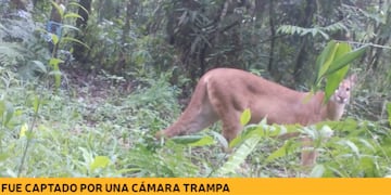 Captan a un puma en el Parque Nacional Iguazú.