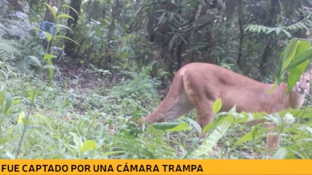 Captan a un puma en el Parque Nacional Iguazú.
