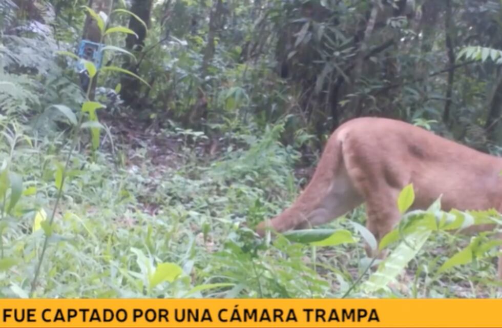 Captan a un puma en el Parque Nacional Iguazú