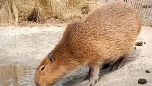 Rescataron un carpincho en Córdoba. (Foto: Policía)