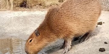 Rescataron un carpincho en Córdoba. (Foto: Policía)