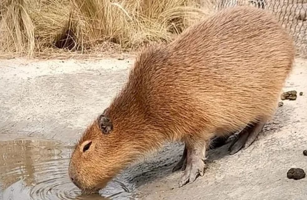 Allanamiento en Córdoba: una granja exhibía desde carpinchos hasta tortugas acuáticas