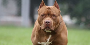 El ladrón soltó a su perro pitbull para poder escapar del guardia en Córdoba.